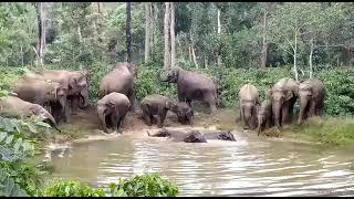 வனப்பகுதியில் யானைகள் கூட்டம் கூட்டமாக குட்டையில் தண்ணீர் அருந்தியது அழகான காட்சி