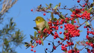 広島大学東広島キャンパスの赤い実を食べまくるメジロ　テニスの音が聞こえます　#ピラカンサ　#野鳥