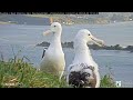 royal albatross chick