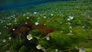 清流の水中花で涼いかが バイカモ見頃、滋賀