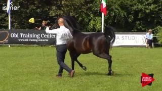 N.166 PREFERANS - Ströhen 2017 Int B-Show - 10 Years Old and Older Stallions (Class N)