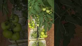 Greenhouse | cultivation in zeolite medium | farmers connect and rural development |