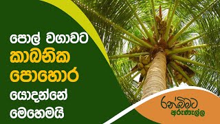 පොල් වගාවට කාබනික පොහොර යොදන්නේ මෙහෙමයි  | ORGANIC Furtilizer for Coconut Tree | Ranbimata Arunella