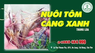 Kỹ thuật nuôi Tôm Càng Xanh Trên Ruộng Lúa Kỹ Thuật Nuôi Tôm