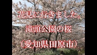 2018, 4, 1,  花見に行きました。田原市、滝頭公園