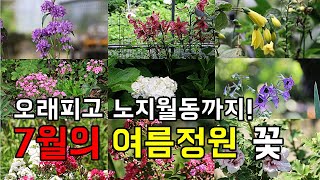 오래피고 노지월동하는 7월의 여름정원 야생화 꽃 추천