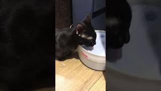 Cute kitten drinking water - 小黑貓喝水  #short