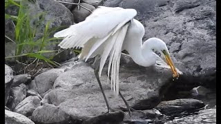 翼の折れたシラサギがいた　　ダイサギ　Great Egret