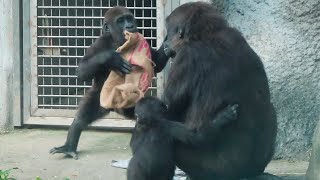 小金剛Jabali對阿姨拍胸，Iriki反應很有趣Baby gorilla Jabali clapped his chest to auntie, about Iriki's reaction...