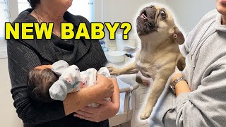 Dog Meets Newborn Baby For First Time And THROWS A TANTRUM