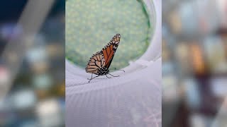 New Tracking Tool Launched to Preserve & Protect Western Monarch Butterflies Locally