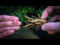 Shrimp Parasite Removal | Shrimp in the Bushes #shorts