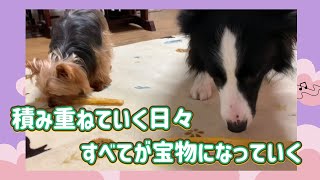 ボーダーコリーと過ごす2月の暮らし/ヨークシャーテリア/お散歩/仲良く初めてのおやつ/特別なトッピング