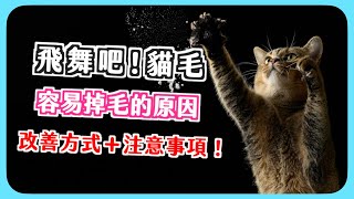 避免貓毛滿天飛！貓咪大量掉毛注意事項 #貓咪大學 33 #貓老闆