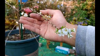 樱花只能春天开花？这种樱花可以四季开花，盆栽一棵四季赏花