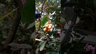 Yuk intip buah yang ada di kebun,sirsak,jambu air #garden #food #official