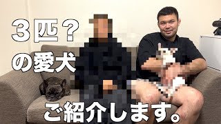 ３匹（？）の愛犬ちゃんを紹介します！