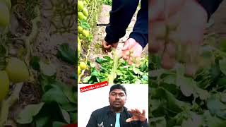 এত বড় টমেটো গাছ আগে দেখিনি #shorts #plants #viralvideo