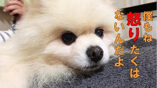 【ポメラニアン ポン＆シンバ】必要以上に触らないでね　The Pomeranian with which I got angry