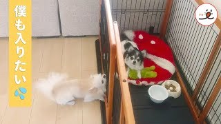 お兄ちゃんを助けるふりをするチワワくん、その理由は…♡ 【PECO TV】