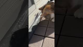 猫パンチ😺まろこVSカマキリ🦗 #shorts #猫動画