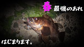 【ホタルイカパターン】なんでも釣れる、ハマれば最強の「あれ」がそろそろ始まります