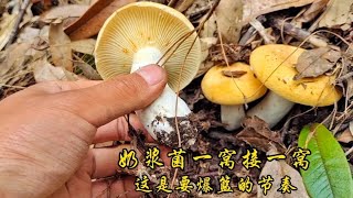 奶浆菌一窝接一窝，又肥又嫩，捡着都来劲，这是要爆篮的节奏