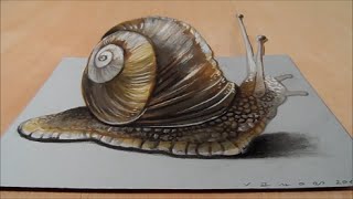 How to Draw 3D Snail - Drawing  3D Snail - Trick Art on Paper