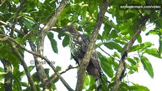 Rocking Mohawk style🤟 Crested / Changeable hawk eagle OR मोरघार spotted in Sindhudurg, Maharashtra