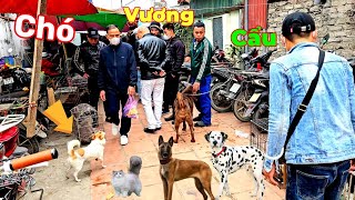 Không ngờ chợ phiên 23-5 quá nhiều chó mèo đẹp và độc lạ.