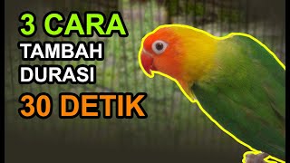 3 Cara Tambah Durasi Ngekek Lovebird Sampai 30 Detik