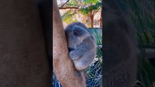 树熊｜Koala 🐨