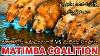 Matimba lions coalition telugu||matimba lions coalition full documentry telugu||lions coalition