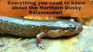 Everything you need to know about the Northern Dusky Salamander! (Desmognathus fuscus)