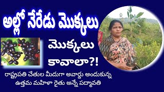 అల్లో నేరేడు మొక్కలు కావాలా | Allo Neredu Plants | Anne Padmavathi | Anne Agri Projects