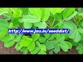 મગફળી અને સોયાબીન બિયારણ લેવા વિષે groundnut soybean new variety