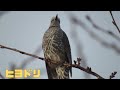 2022年12月9日 鳥屋野潟 ハクチョウカウント