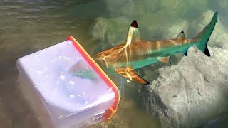 DIY HOMEMADE Plastic Bin FISH TRAP!