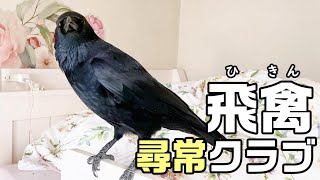 温室育ちの坊ちゃまカラスはいつも何を食べているのかな？🍖