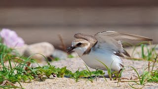 シロチドリ(白千鳥)の威嚇からの抱卵　～ Kentish plover Incubation after intimidation ～