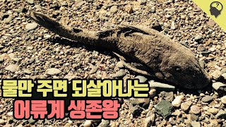 물 밖에서 30시간을 버텨내는 민물 어류계의 생존왕 '플레코스토무스'