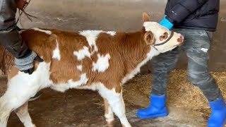 Some time ago, the calf had bleeding, and here comes the follow-up