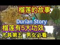 Malaysia Durian Story #榴莲的故事，榴莲有5大功效，尤其第五，男女必看。榴莲花您吃过吗？