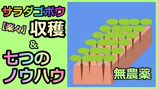 【楽々】サラダゴボウ② 収穫 七つのノウハウゲット 無農薬 半自給自足