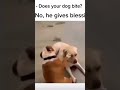 Dog doesn’t bite he gives blessings #dogs