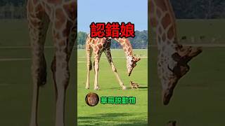 長頸鹿🦒對小鹿説，你又沒有那麼長的脖子，怎麼可能是我小孩？ #animal #animals #wildanimals #wildlife #華哥説動物 #wild #nature #foryou