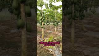 Papaya Farm Chitwan