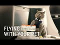 Flying with Your Pet - Turkish Airlines