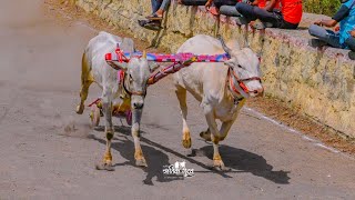 प्रसिद्ध गाडामालक सुबेदार मेजर सुभाष सदाशिव पालेकर पाटील, मांदळेवाडी यांची बारी -- बारी अवसरी