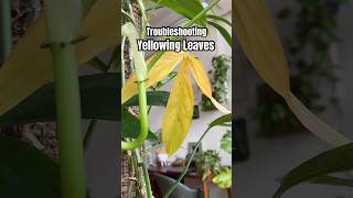 Leaves turning yellow? 🍂 Let’s fix that with these tips! #plantcare #plants #houseplants #shorts